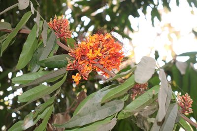 Saraca asoca, photographed by Sabarni Sarker