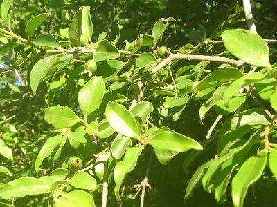 Psidium oligospermum, photographed by Francisco Farriols Sarabia