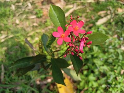 Jatropha integerrima, photographed by Sabarni Sarker