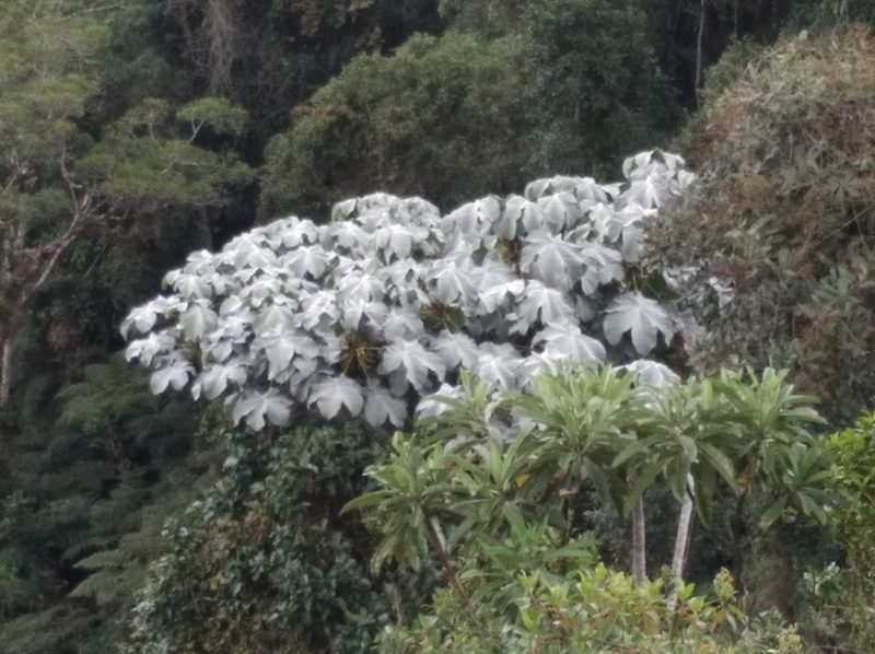 Cecropia telenitida, photographed by Henrry