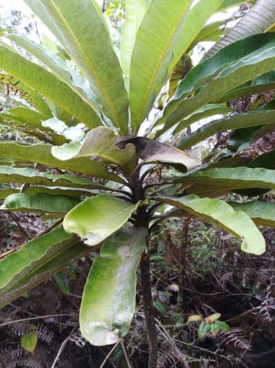 Espeletia neriifolia, photographed by Henrry