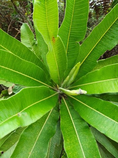 Espeletia neriifolia, photographed by Henrry