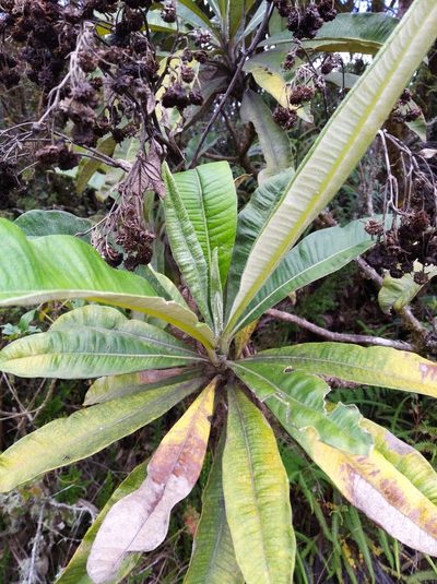 Espeletia neriifolia, photographed by Henrry