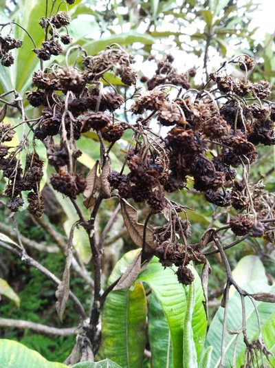Espeletia neriifolia, photographed by Henrry