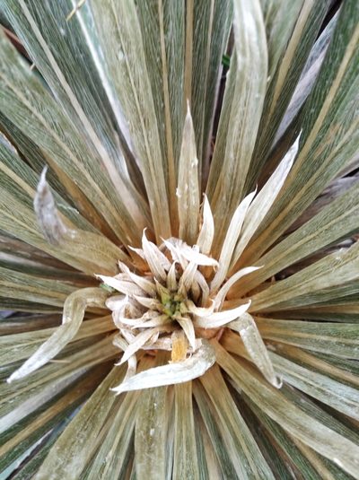 Espeletia bracteosa, photographed by Henrry