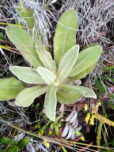 Espeletia aristeguietana, photographed by Henrry