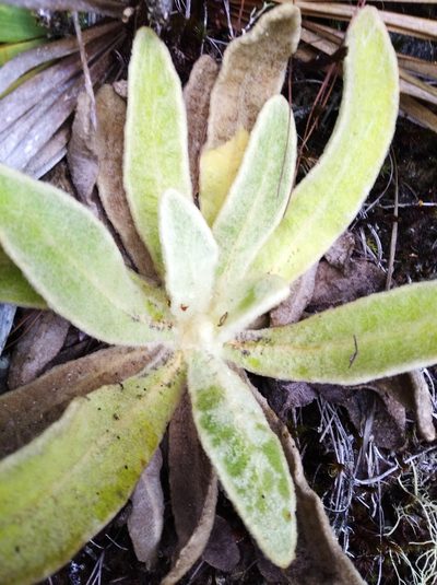 Espeletia aristeguietana, photographed by Henrry
