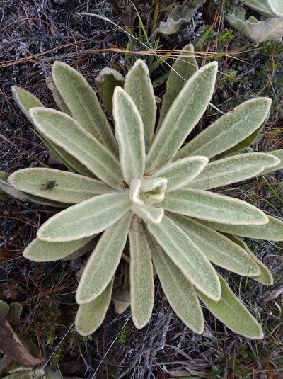 Espeletia aristeguietana, photographed by Henrry