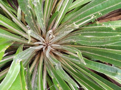 Espeletia bracteosa, photographed by Henrry