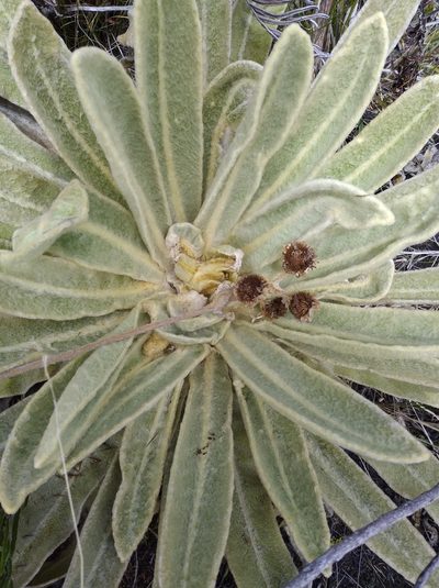 Espeletia aristeguietana, photographed by Henrry