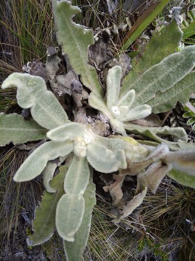 Espeletia aristeguietana, photographed by Henrry