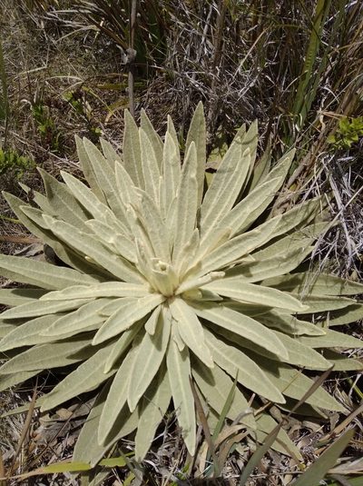 Espeletia aristeguietana, photographed by Henrry