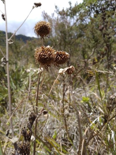 Espeletia aristeguietana, photographed by Henrry