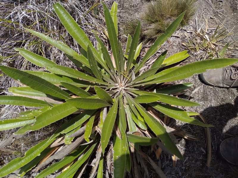 Espeletia bracteosa, photographed by Henrry