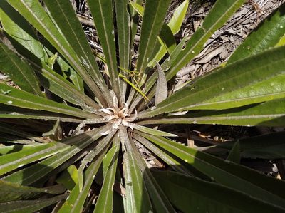 Espeletia bracteosa, photographed by Henrry