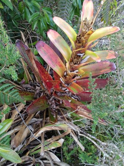 Guzmania gloriosa, photographed by Henrry