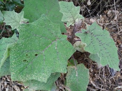 Solanum quitoense, photographed by Henrry