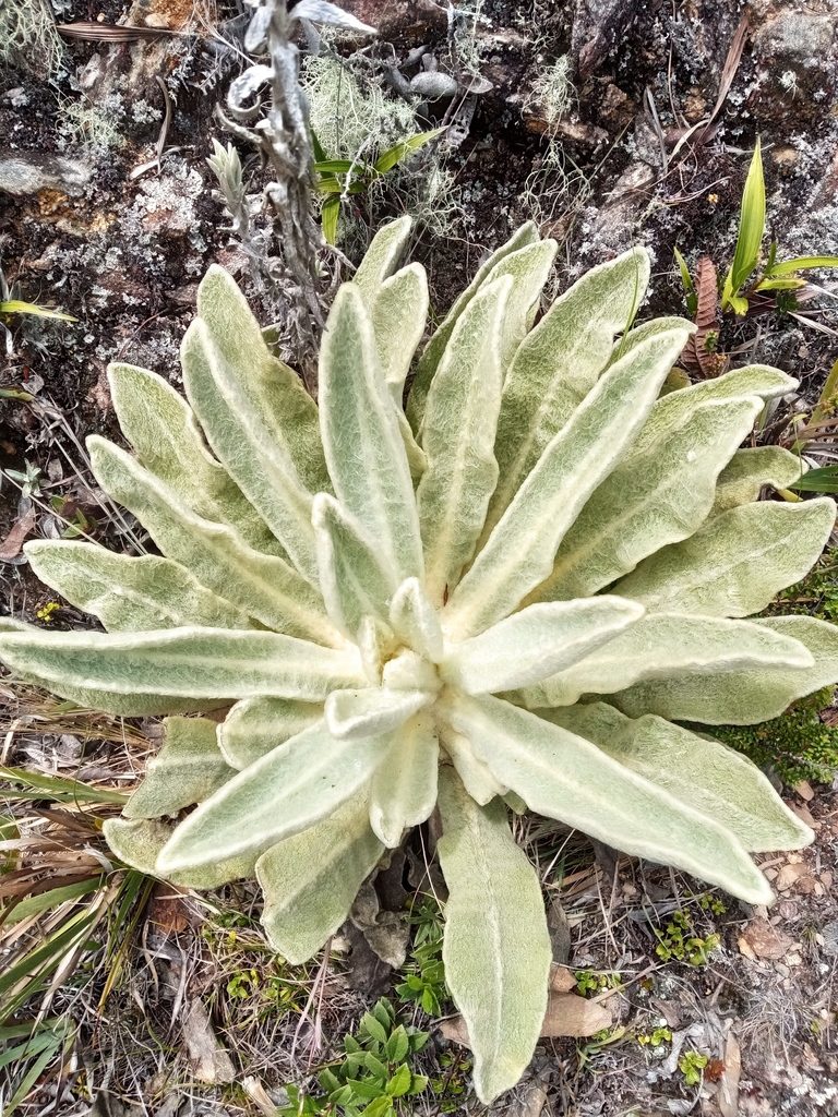 Espeletia aristeguietana, photographed by Henrry