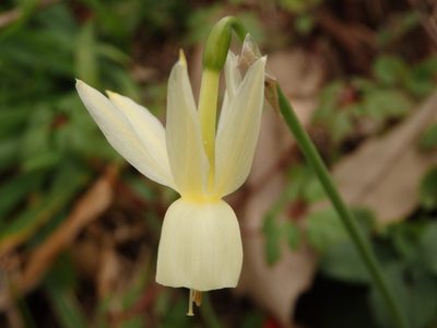 Narcissus triandrus, photographed by Carminda Santos