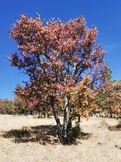 Quercus convallata, photographed by M. Socorro González Elizondo
