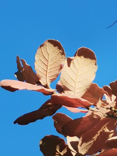 Quercus convallata, photographed by M. Socorro González Elizondo