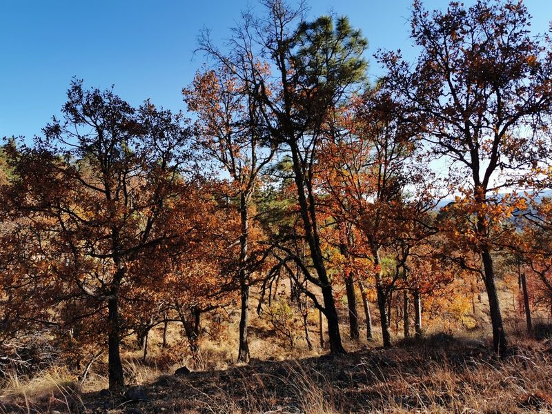 Quercus convallata, photographed by M. Socorro González Elizondo
