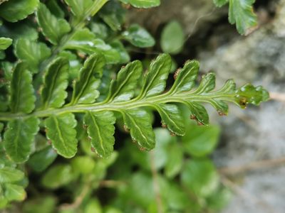 Asplenium marinum, photographed by Richie Howard