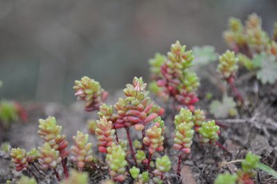 Sedum cespitosum, photographed by Josep Gesti