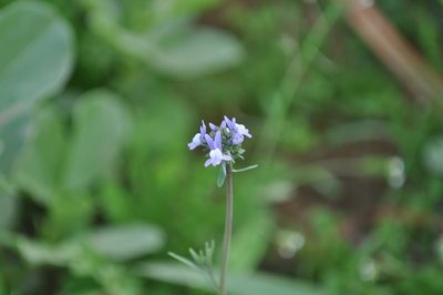 Linaria arvensis, photographed by Josep Gesti