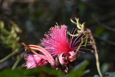 Pseudobombax ellipticum, photographed by J Alejandro González Castillo