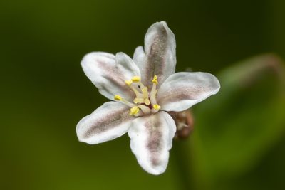 Polygonum equisetiforme, photographed by Eleftherios Katsillis