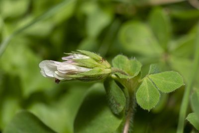 Trifolium clypeatum, photographed by Eleftherios Katsillis