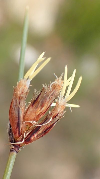 Ficinia anysbergensis, photographed by Nicola van Berkel