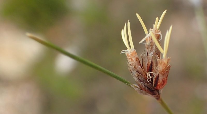Ficinia anysbergensis, photographed by Nicola van Berkel