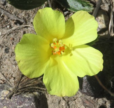 Hibiscus aethiopicus, photographed by Nicola van Berkel