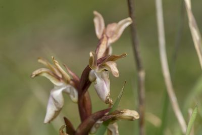 Anacamptis collina, photographed by Eleftherios Katsillis