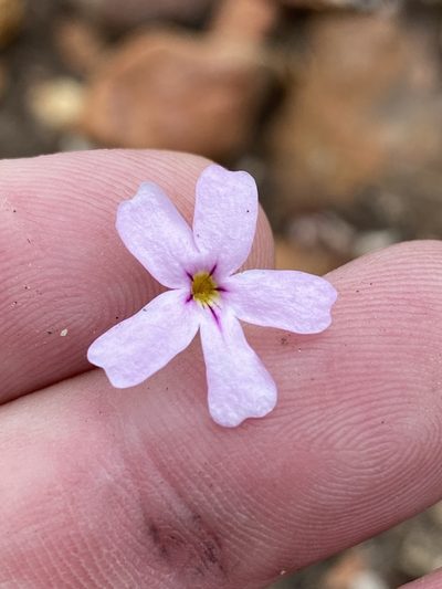 Jamesbrittenia aspalathoides, photographed by Dave U