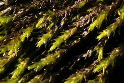 Rhynchostegium riparioides, photographed by Helen Waterman