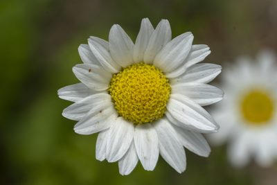 Anthemis chia, photographed by Eleftherios Katsillis