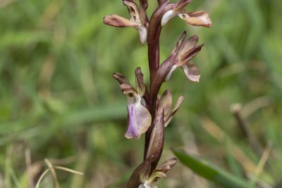 Anacamptis collina