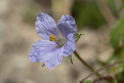 Erodium gruinum, photographed by Eleftherios Katsillis