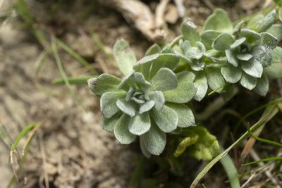 Filago pygmaea, photographed by Eleftherios Katsillis