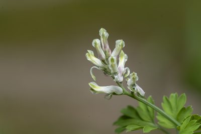 Fumaria macrocarpa, photographed by Eleftherios Katsillis