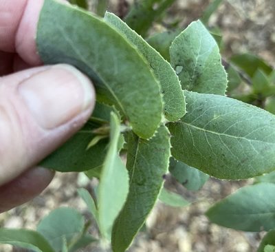 Arctostaphylos pallida, photographed by Barbara Banfield
