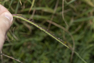 Andropogon distachyos, photographed by Eleftherios Katsillis