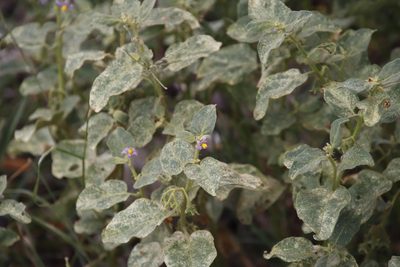 Solanum tomentosum, photographed by Tony Rebelo