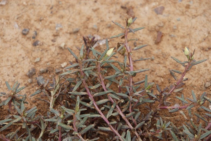 Talinum afrum, photographed by Tony Rebelo