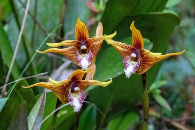 Maxillaria striata, photographed by Thibaud Aronson