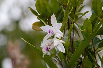 Sobralia rosea, photographed by Thibaud Aronson