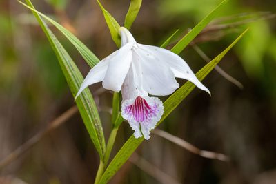 Sobralia rosea, photographed by Thibaud Aronson